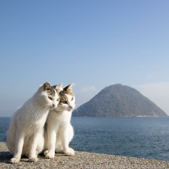 Japanese Photographer Captures Cats On The Streets Proving That Felines Really Are The Kings Of The World (71 New Pics)