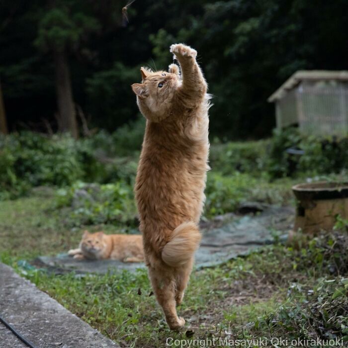 Japanese Photographer Captures Cats On The Streets Proving That Felines Really Are The Kings Of The World (71 New Pics)