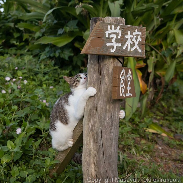 Japanese Photographer Captures Cats On The Streets Proving That Felines Really Are The Kings Of The World (71 New Pics)