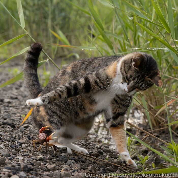 Japanese Photographer Captures Cats On The Streets Proving That Felines Really Are The Kings Of The World (71 New Pics)