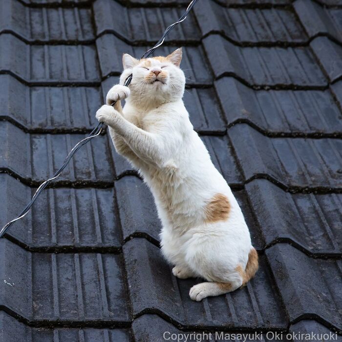 Japanese Photographer Captures Cats On The Streets Proving That Felines Really Are The Kings Of The World (71 New Pics)