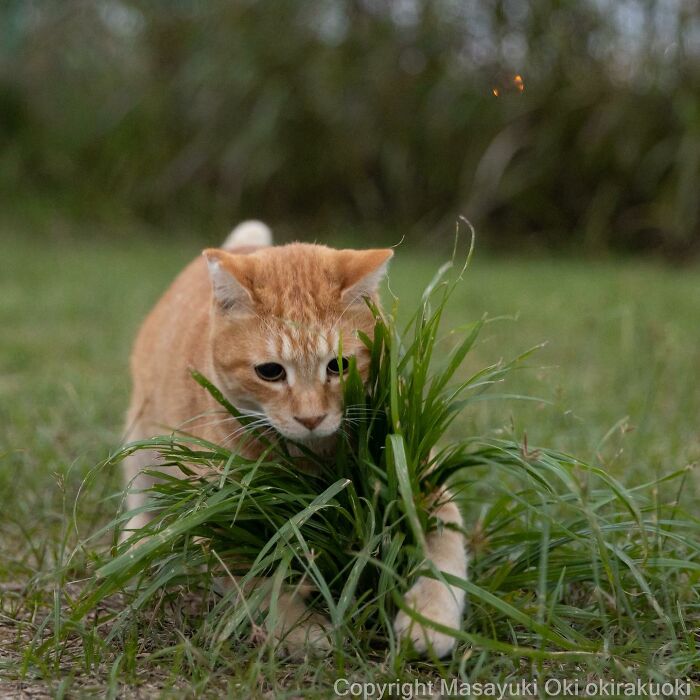 Japanese Photographer Captures Cats On The Streets Proving That Felines Really Are The Kings Of The World (71 New Pics)