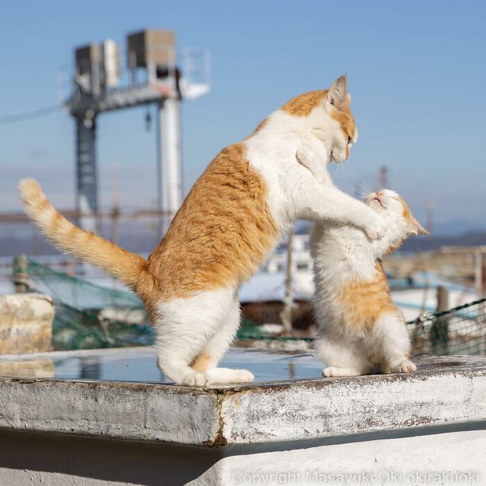 Japanese Photographer Captures Cats On The Streets Proving That Felines Really Are The Kings Of The World (71 New Pics)