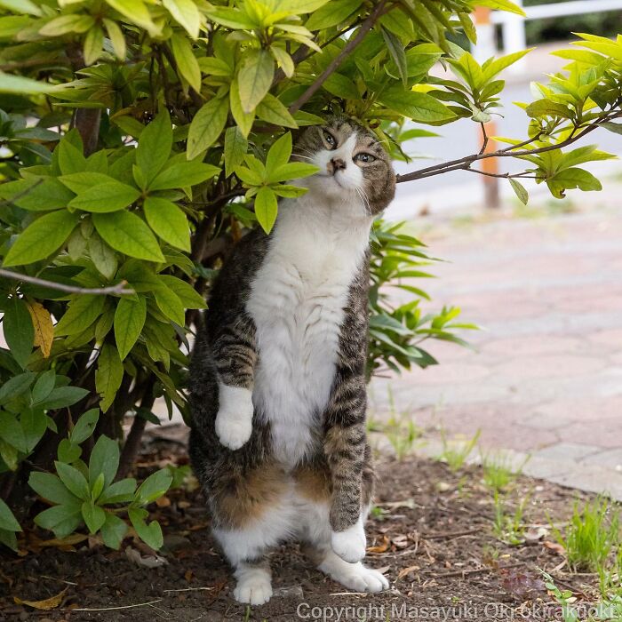 Japanese Photographer Captures Cats On The Streets Proving That Felines Really Are The Kings Of The World (71 New Pics)