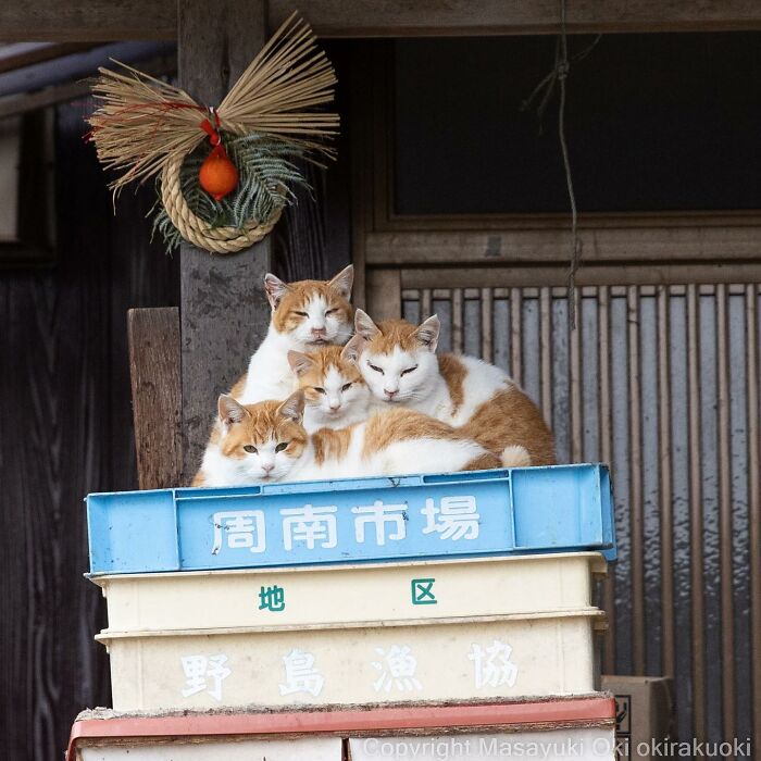 Japanese Photographer Captures Cats On The Streets Proving That Felines Really Are The Kings Of The World (71 New Pics)