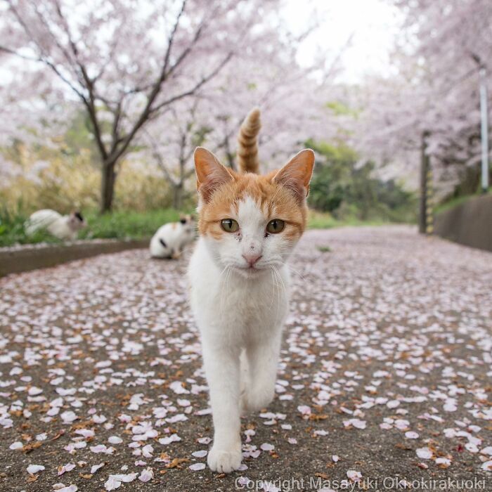 Japanese Photographer Captures Cats On The Streets Proving That Felines Really Are The Kings Of The World (71 New Pics)
