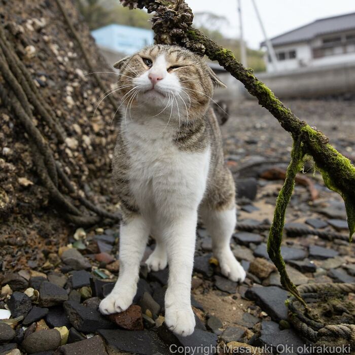 Japanese Photographer Captures Cats On The Streets Proving That Felines Really Are The Kings Of The World (71 New Pics)