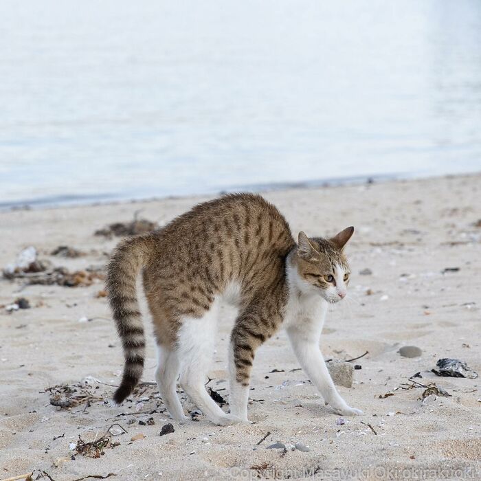 Japanese Photographer Captures Cats On The Streets Proving That Felines Really Are The Kings Of The World (71 New Pics)