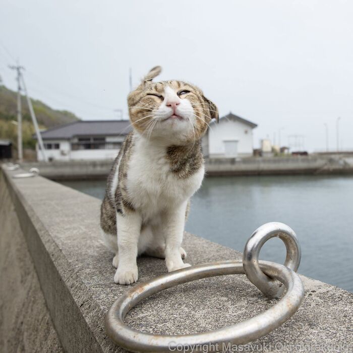 Japanese Photographer Captures Cats On The Streets Proving That Felines Really Are The Kings Of The World (71 New Pics)