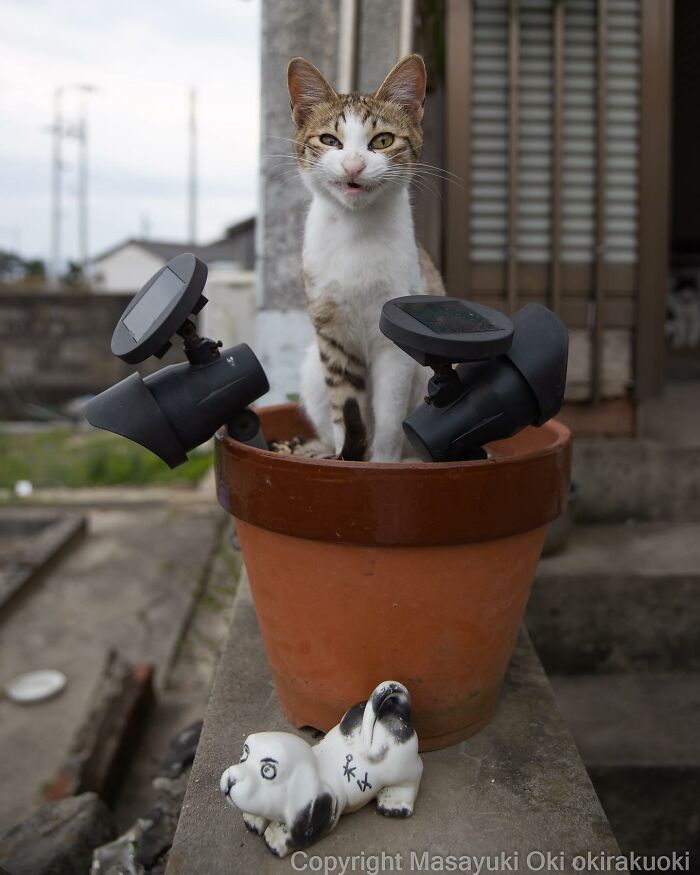 Japanese Photographer Captures Cats On The Streets Proving That Felines Really Are The Kings Of The World (71 New Pics)