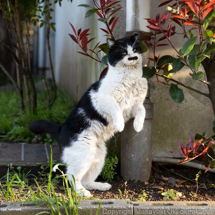 Japanese Photographer Captures Cats On The Streets Proving That Felines Really Are The Kings Of The World (71 New Pics)