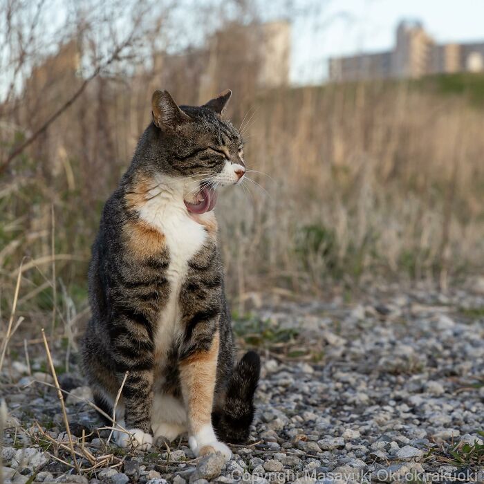 Japanese Photographer Captures Cats On The Streets Proving That Felines Really Are The Kings Of The World (71 New Pics)