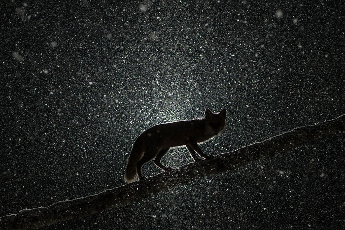 Roxy In The Heavy Snowstorm