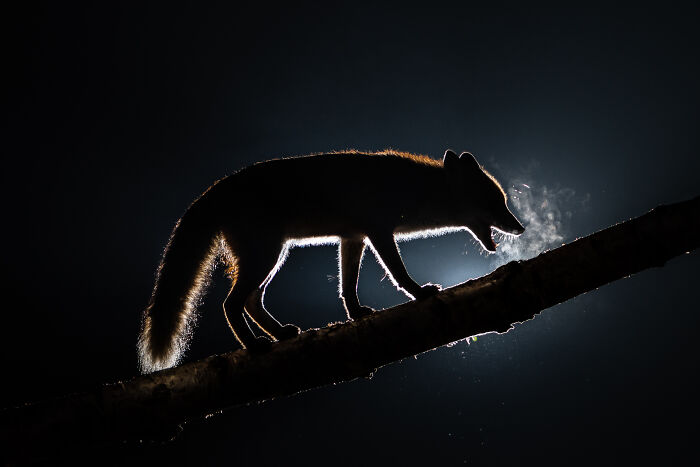 Breath In The Harsh Winter