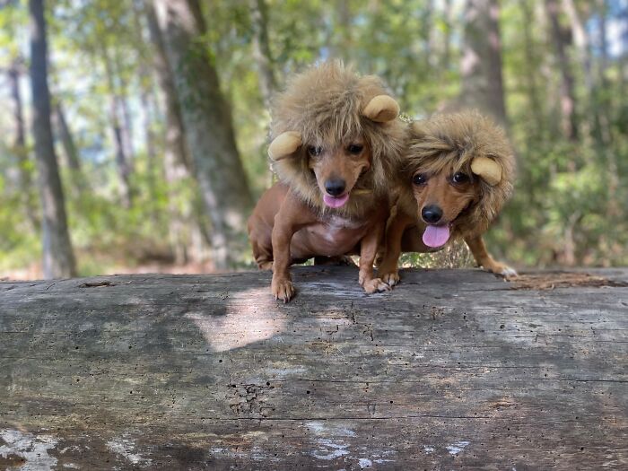 Born Free, A Lioness Of Two Worlds... Or Two Lionesses In One World Born In Captivity??
