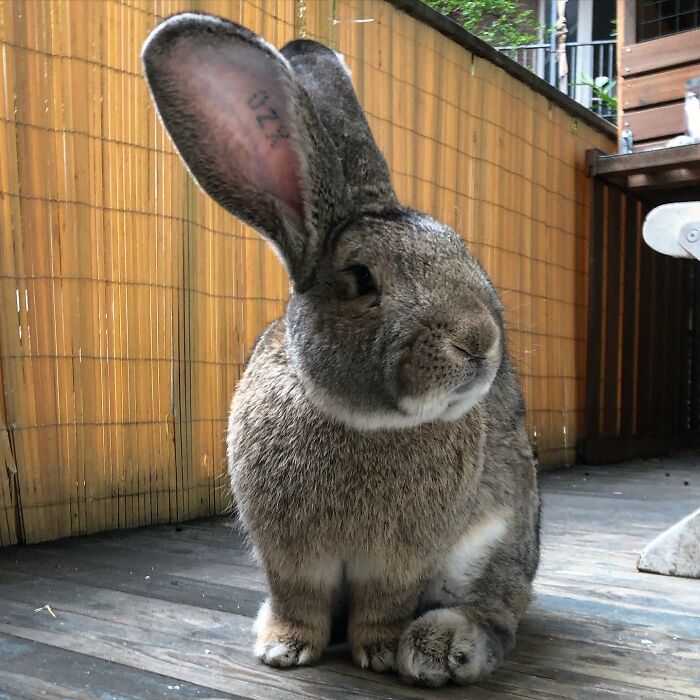 Meet Guus, A 22lb Rabbit That Draws Attention Not Only For His Size, But Also His Dog-Like Personality