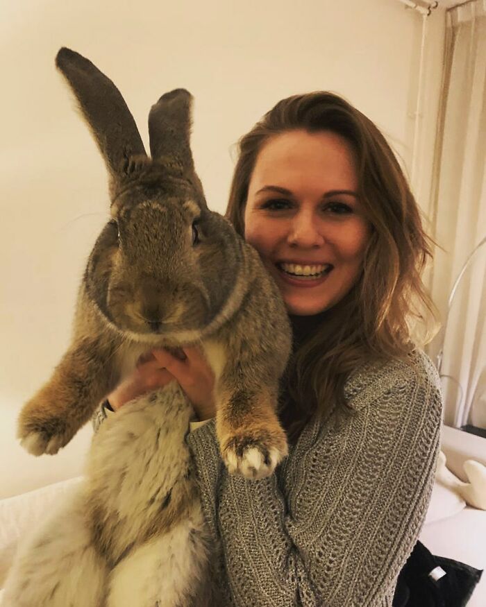 Meet Guus, A 22lb Rabbit That Draws Attention Not Only For His Size, But Also His Dog-Like Personality