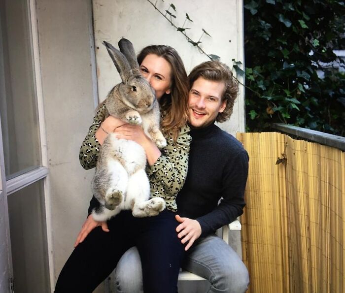 Meet Guus, A 22lb Rabbit That Draws Attention Not Only For His Size, But Also His Dog-Like Personality