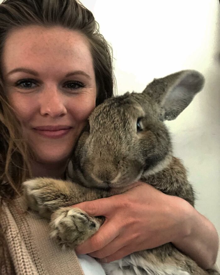 Meet Guus, A 22lb Rabbit That Draws Attention Not Only For His Size, But Also His Dog-Like Personality
