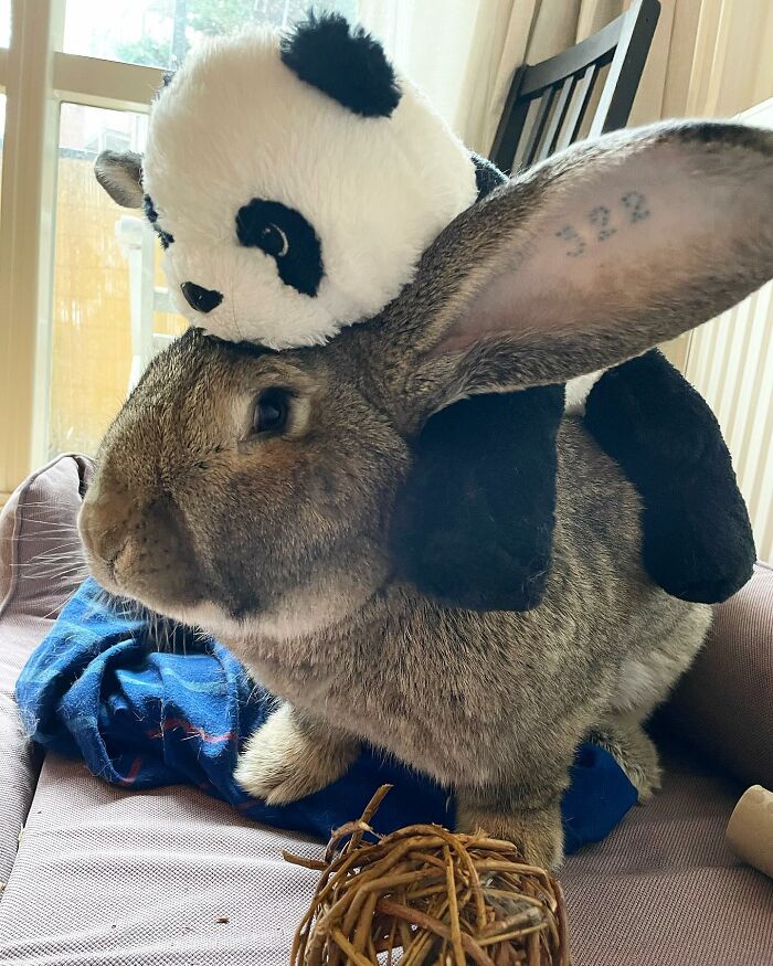 Meet Guus, A 22lb Rabbit That Draws Attention Not Only For His Size, But Also His Dog-Like Personality