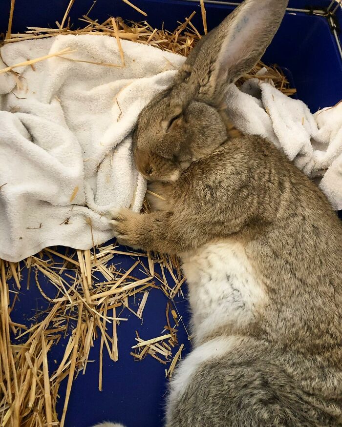 Meet Guus, A 22lb Rabbit That Draws Attention Not Only For His Size, But Also His Dog-Like Personality