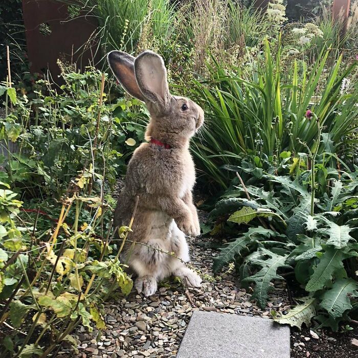 Meet Guus, A 22lb Rabbit That Draws Attention Not Only For His Size, But Also His Dog-Like Personality