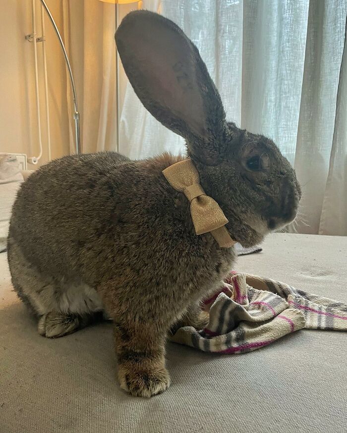 Meet Guus, A 22lb Rabbit That Draws Attention Not Only For His Size, But Also His Dog-Like Personality