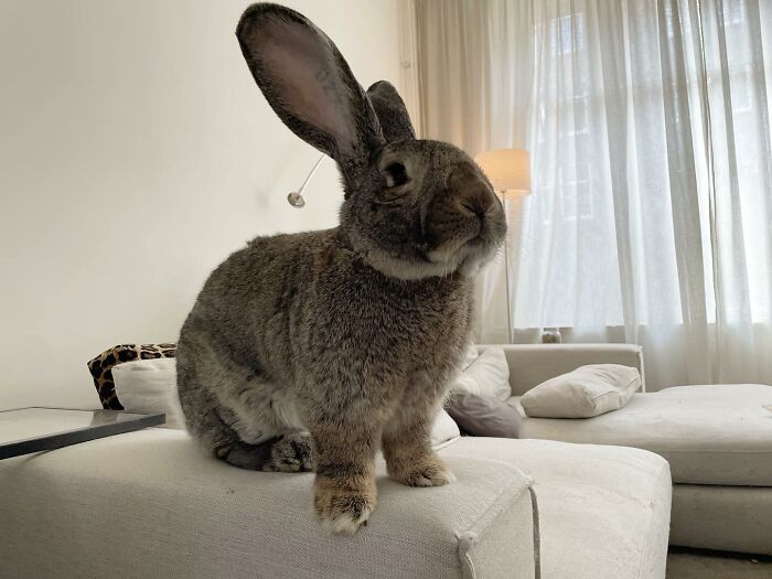 Meet Guus, A 22lb Rabbit That Draws Attention Not Only For His Size, But Also His Dog-Like Personality