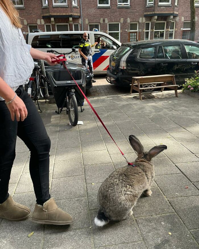 Meet Guus, A 22lb Rabbit That Draws Attention Not Only For His Size, But Also His Dog-Like Personality