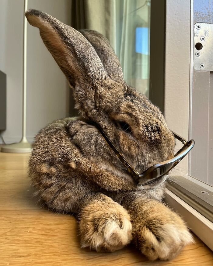 Meet Guus, A 22lb Rabbit That Draws Attention Not Only For His Size, But Also His Dog-Like Personality