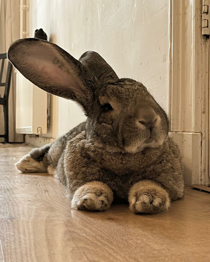 Meet Guus, A 22lb Rabbit That Draws Attention Not Only For His Size, But Also His Dog-Like Personality