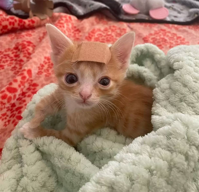 These Two Sibling Kittens Are Quite Different From Other Cats, But They Are Living Their Life To The Fullest After Being Rescued These Two Sibling Kittens Are Quite Different From Other Cats, But They Are Living Their Life To The Fullest After Being Rescued