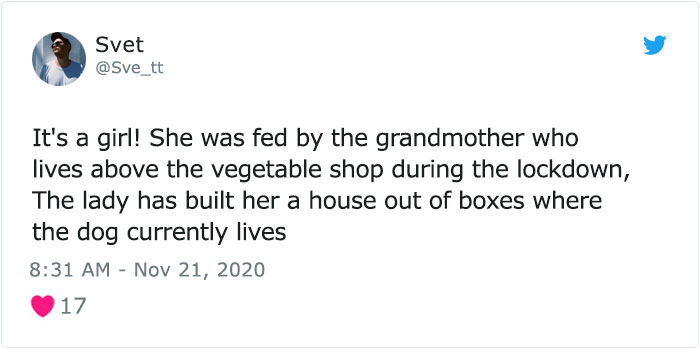 This Dog Is A Local Landmark In Tbilisi, Georgia With A Personal Google Maps Mark And Positive Reviews