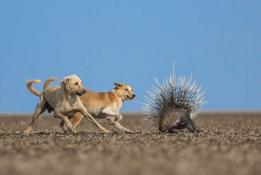 "A Thorny Issue", Winner, Conservation Focus