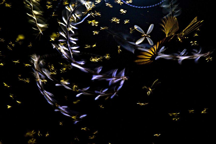 "Wings Of Life And Death", Winner, Creative Nature Photography