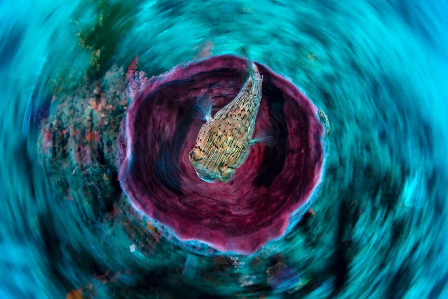 "Refuge In Sponge", Jury Selection, Creative Nature Photography