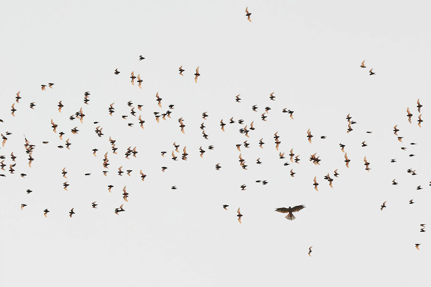 "Higher Up The Food Chain", Winner, Young Photographer