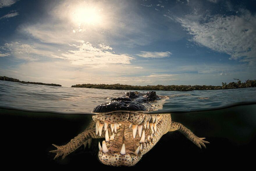 "A Croc’s World", Jury Selection, Animal Portraits
