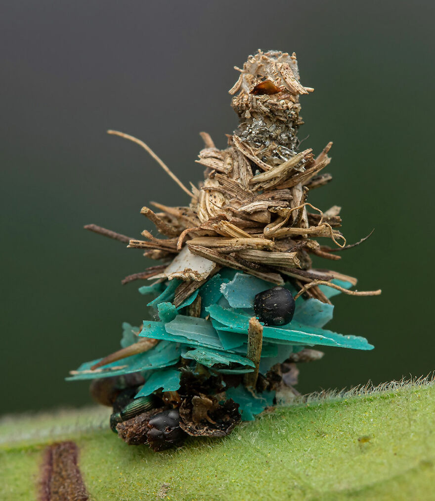 "Plastic Home", Jury Selection, Conservation Focus