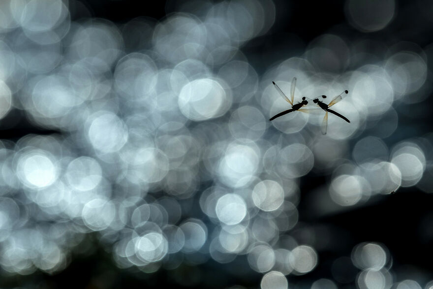 "Dance-Off!", Jury Selection, Animal Behaviour