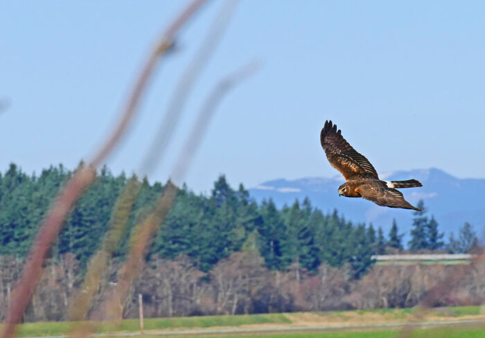 Fir Island, Skagit County, Washington