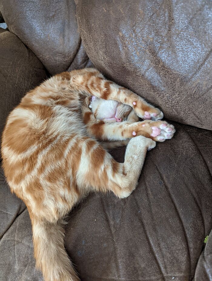 Baby Nuggets, Baby Toe Beans!! 🫘