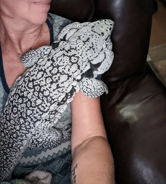 Dexter, My Tegu, Is The Best!