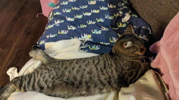 I'd Be Surprised If Someone Say This But This Is My Cat, Bean She Fell Asleep On Me