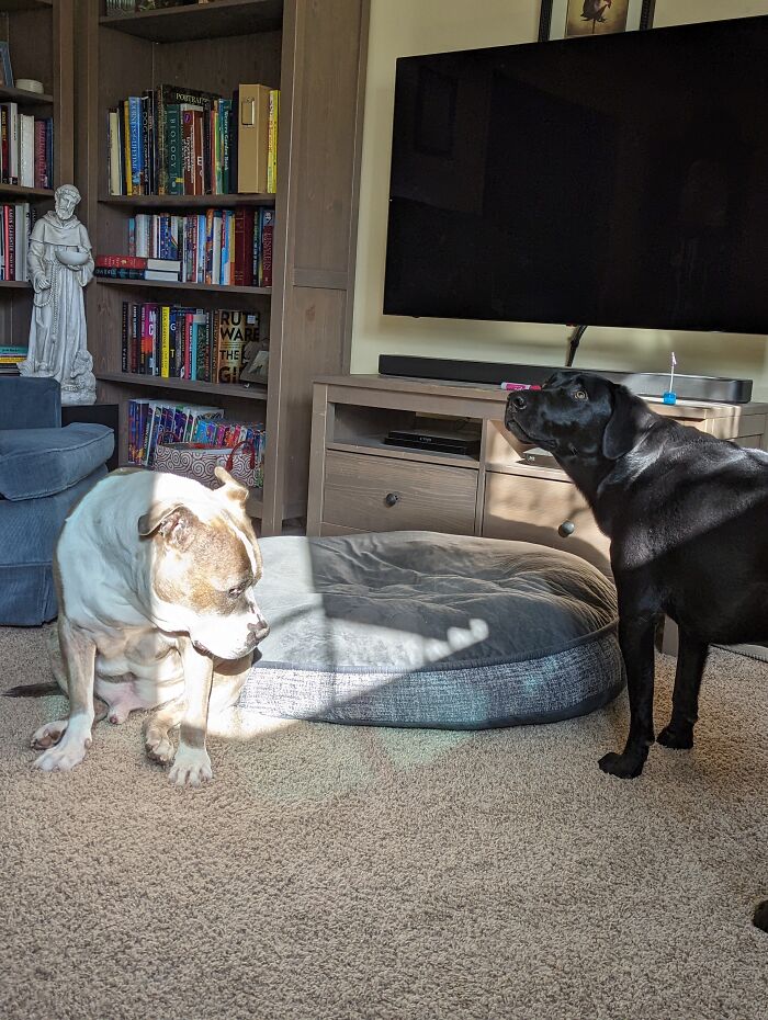 My Living Room With My Awesome Dogs