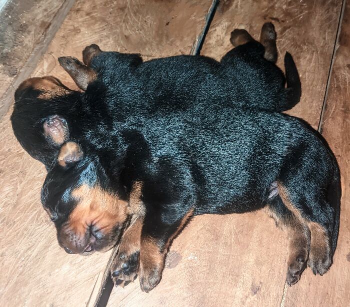 Purebred Rottweilers In Bocas Del Toro, Panamá. They're Are 13 I'm All, But This Is My Favorite Photo