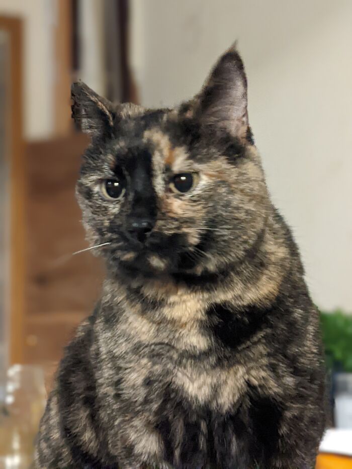 This Picture Of My Silly Cat, Elsa