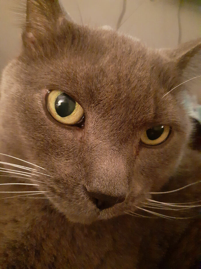 Look Into My Eyes, You Will Hire Me