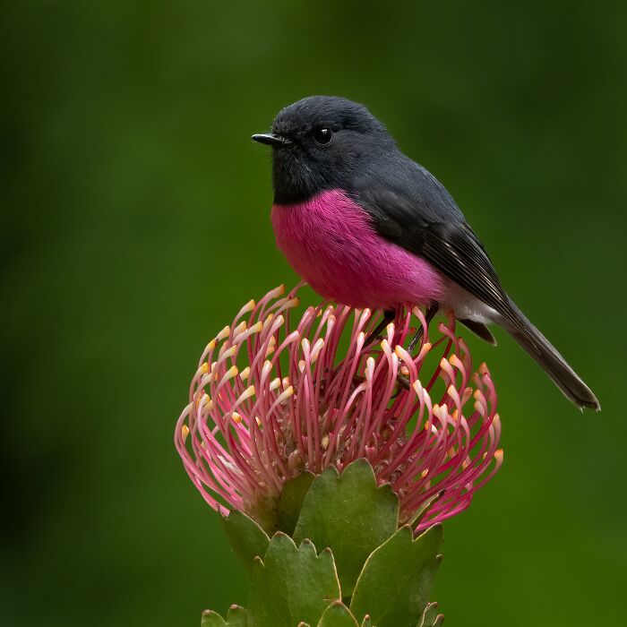 Special Theme: Australasian Robins: "Pink Robin" By Ravi Arora (Shortlist)