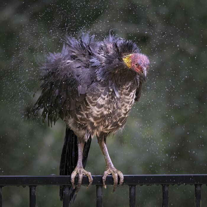 Backyard Birds: "Rainy Day Blues" By Jane Mcmenamin (Shortlist)